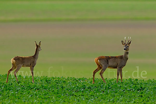 Rehwild (Capreolus capreolus)