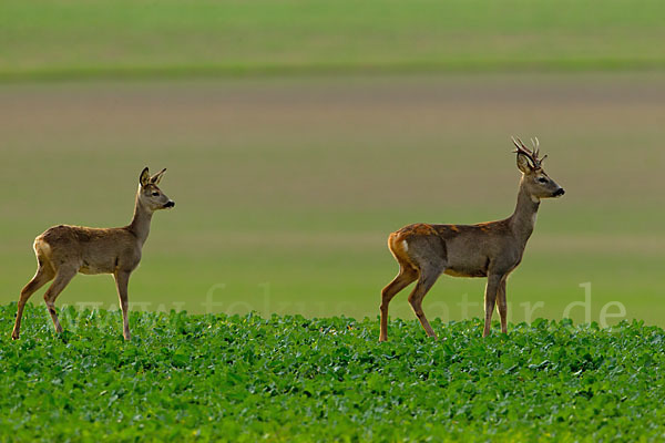 Rehwild (Capreolus capreolus)