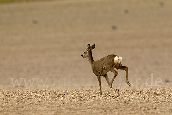 Rehwild (Capreolus capreolus)