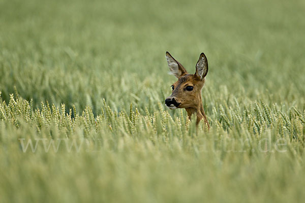 Rehwild (Capreolus capreolus)