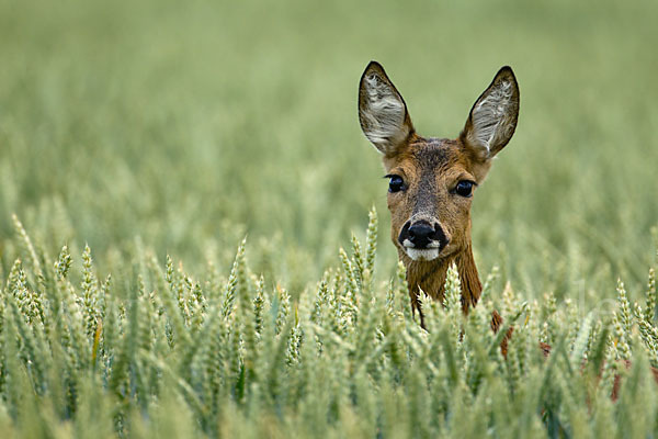 Rehwild (Capreolus capreolus)