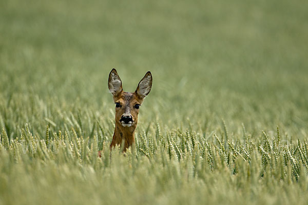 Rehwild (Capreolus capreolus)