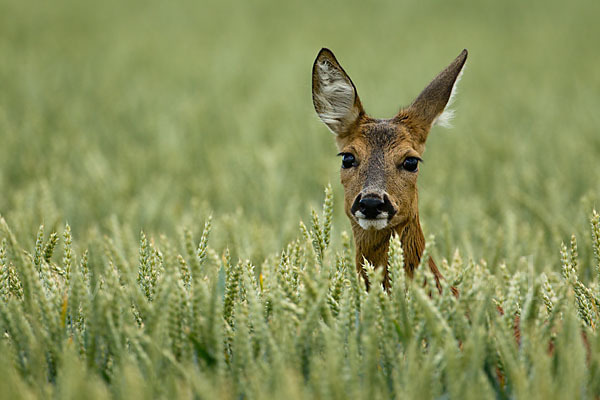 Rehwild (Capreolus capreolus)