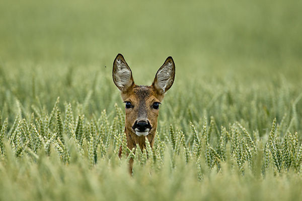 Rehwild (Capreolus capreolus)