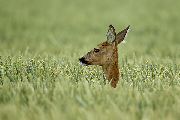 Rehwild (Capreolus capreolus)