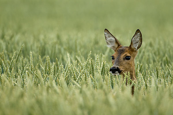 Rehwild (Capreolus capreolus)