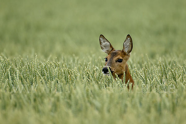 Rehwild (Capreolus capreolus)