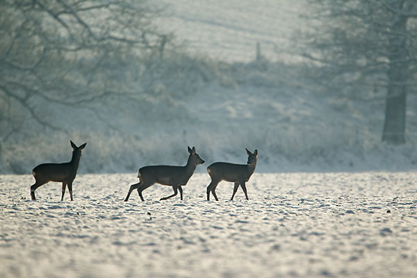 Rehwild (Capreolus capreolus)