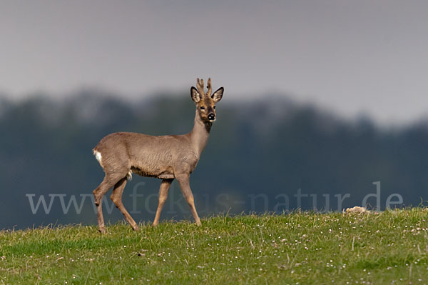 Rehwild (Capreolus capreolus)