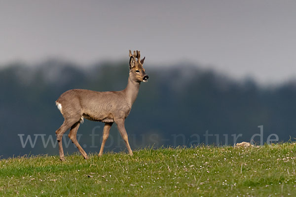 Rehwild (Capreolus capreolus)