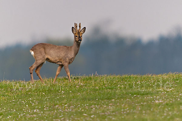 Rehwild (Capreolus capreolus)