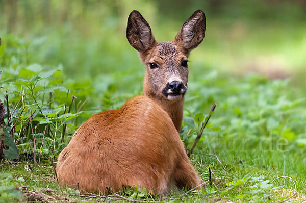 Rehwild (Capreolus capreolus)