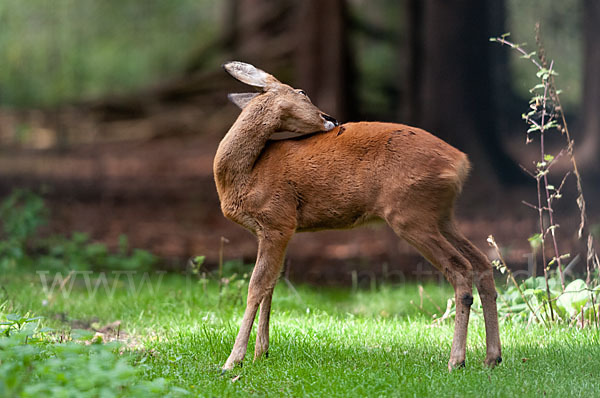 Rehwild (Capreolus capreolus)