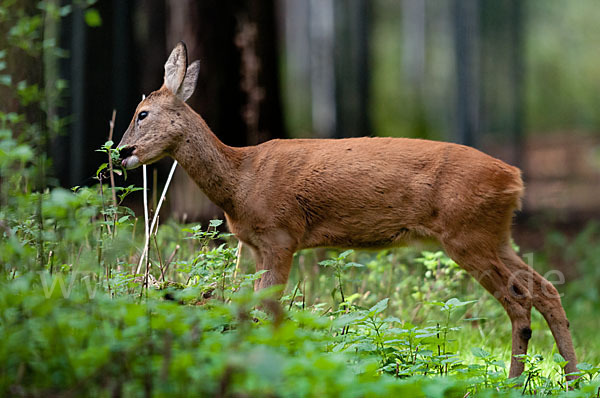 Rehwild (Capreolus capreolus)