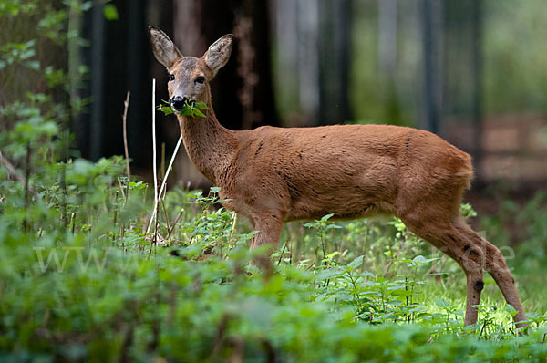 Rehwild (Capreolus capreolus)