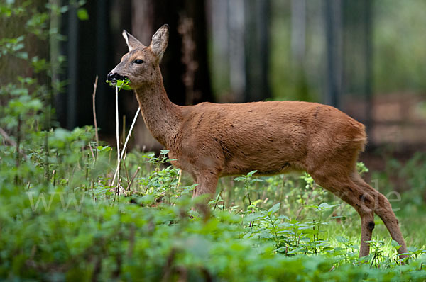 Rehwild (Capreolus capreolus)