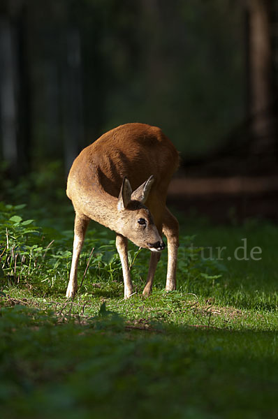 Rehwild (Capreolus capreolus)