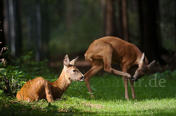 Rehwild (Capreolus capreolus)