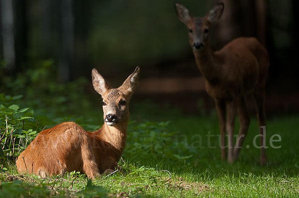 Rehwild (Capreolus capreolus)