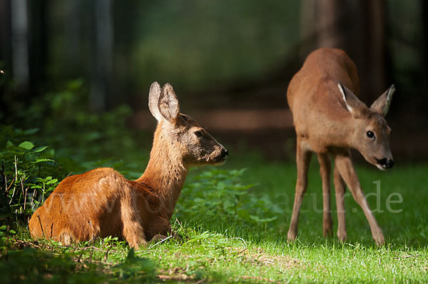 Rehwild (Capreolus capreolus)