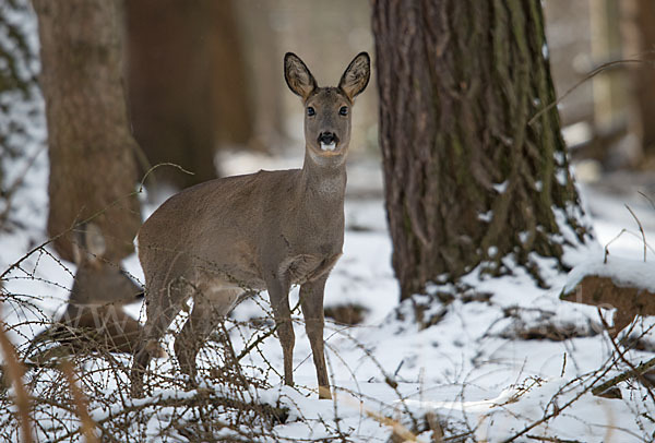 Rehwild (Capreolus capreolus)