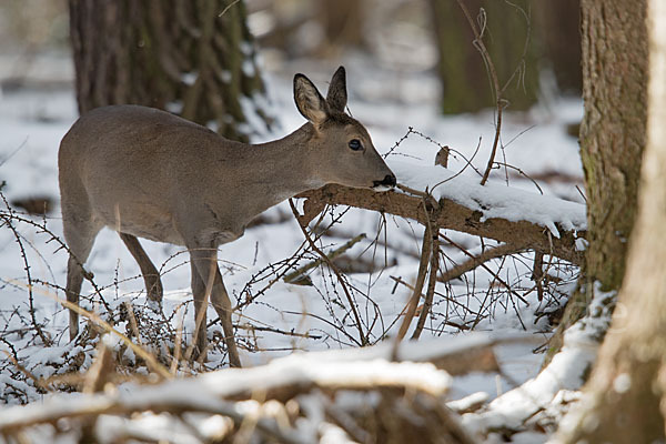 Rehwild (Capreolus capreolus)