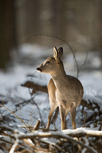 Rehwild (Capreolus capreolus)