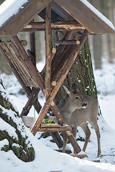 Rehwild (Capreolus capreolus)