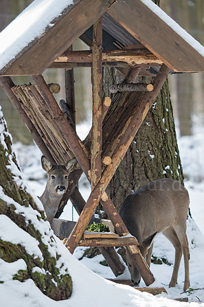 Rehwild (Capreolus capreolus)