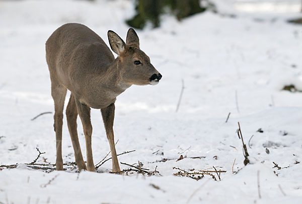 Rehwild (Capreolus capreolus)