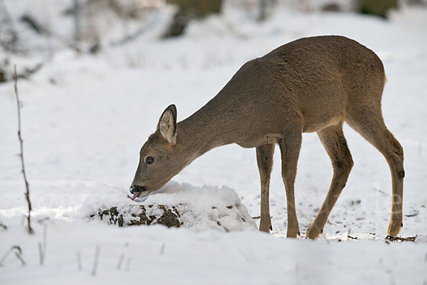 Rehwild (Capreolus capreolus)