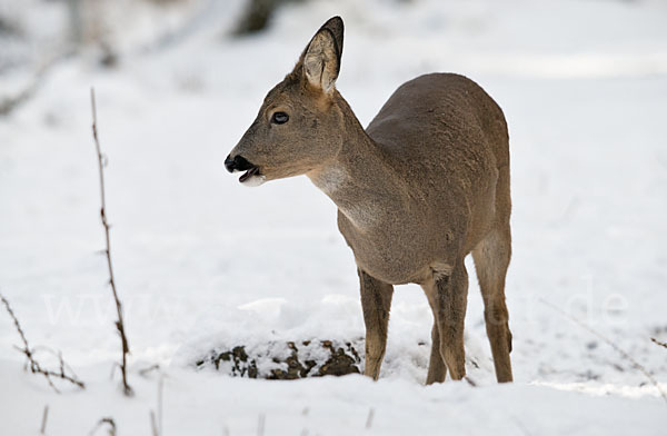 Rehwild (Capreolus capreolus)