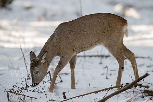 Rehwild (Capreolus capreolus)