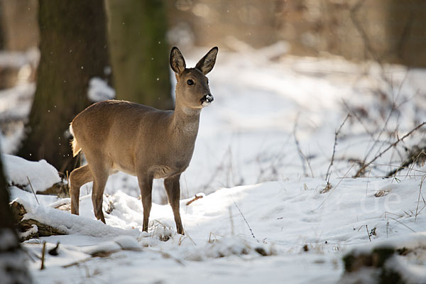 Rehwild (Capreolus capreolus)