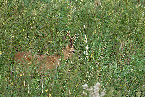 Rehwild (Capreolus capreolus)