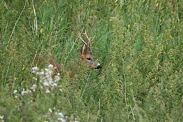 Rehwild (Capreolus capreolus)