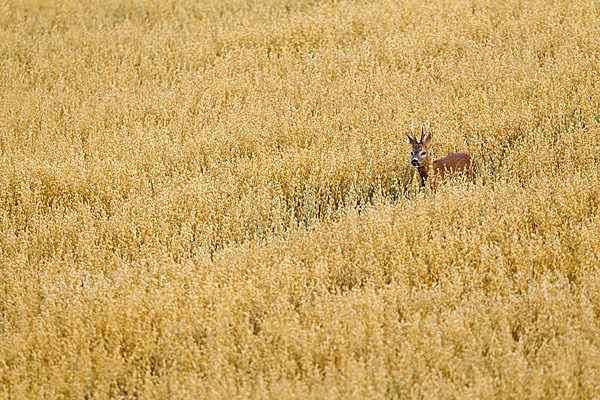 Rehwild (Capreolus capreolus)