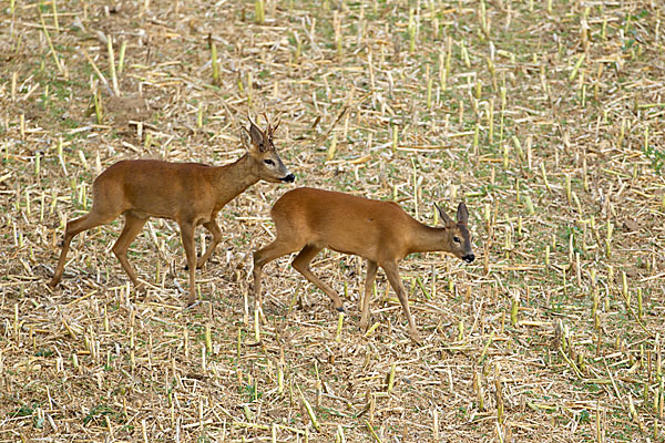 Rehwild (Capreolus capreolus)