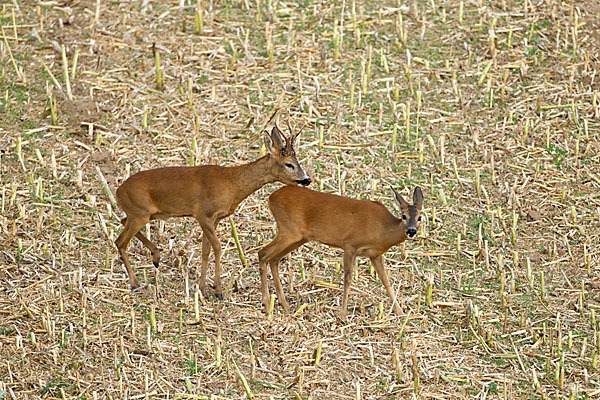 Rehwild (Capreolus capreolus)