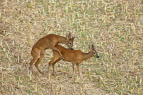 Rehwild (Capreolus capreolus)