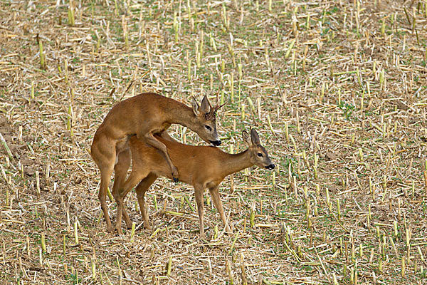 Rehwild (Capreolus capreolus)