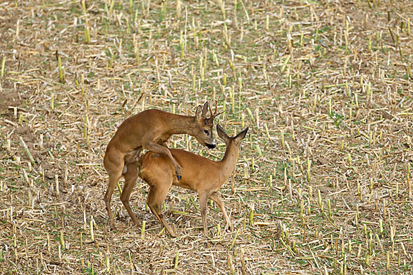 Rehwild (Capreolus capreolus)