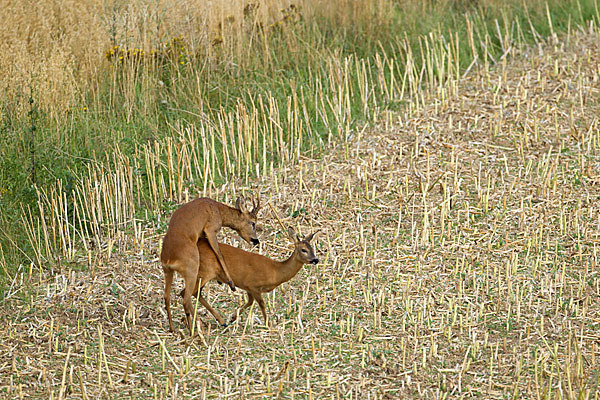 Rehwild (Capreolus capreolus)