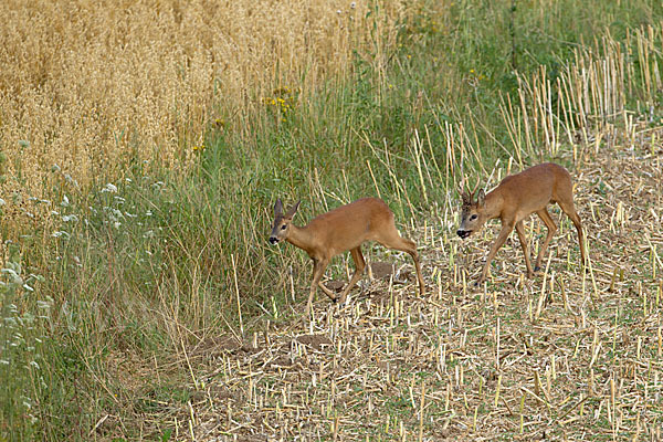 Rehwild (Capreolus capreolus)