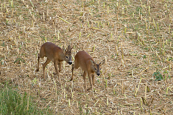 Rehwild (Capreolus capreolus)