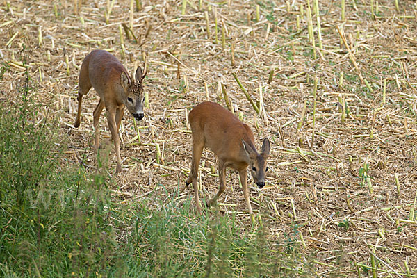 Rehwild (Capreolus capreolus)