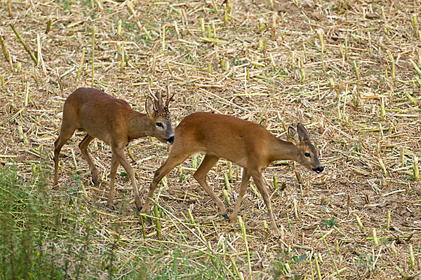 Rehwild (Capreolus capreolus)