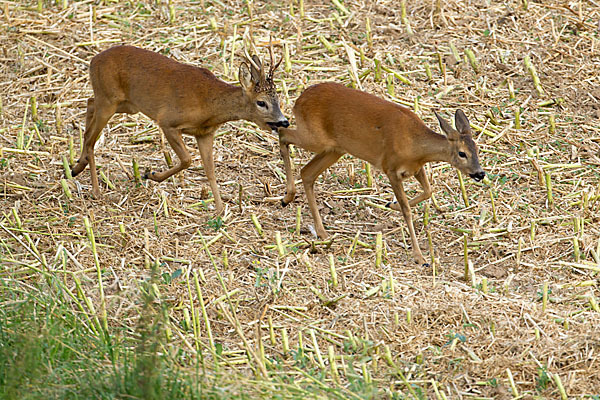 Rehwild (Capreolus capreolus)