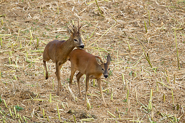 Rehwild (Capreolus capreolus)