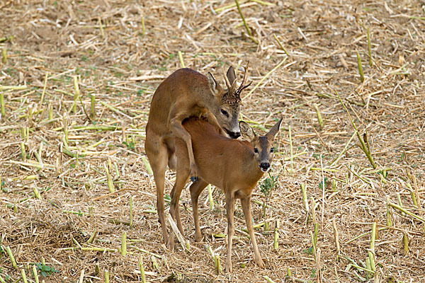 Rehwild (Capreolus capreolus)